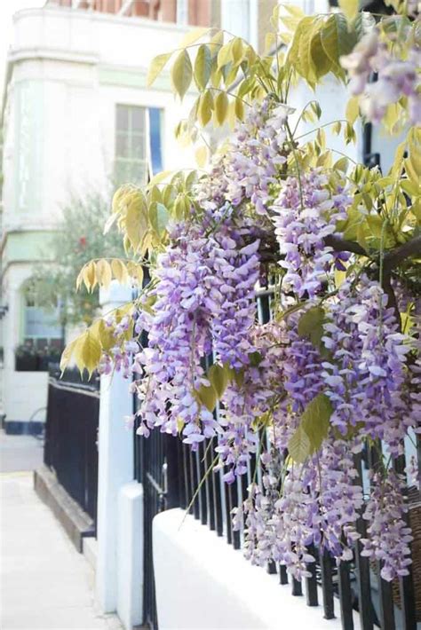 A Guide On Where To Find The Best Of Wisteria In London Solosophie