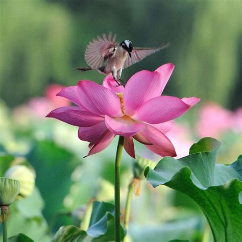 Pink Lotus Landing Flores Bonitas Pajaros Y Flores Colibrís