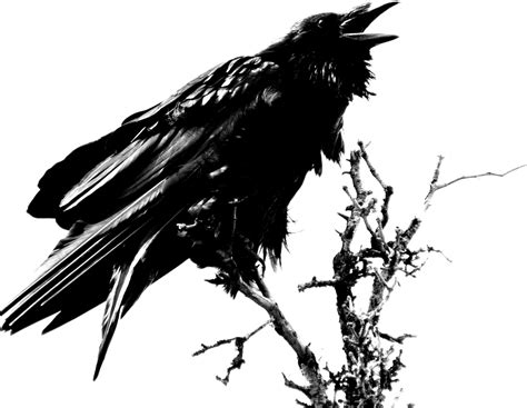 Free Some Interesting Facts About Raven Download Free Some Interesting