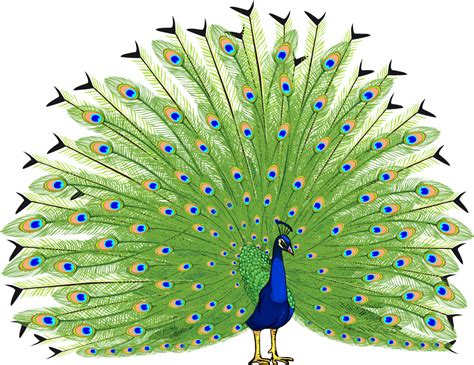 Vector Peacock Transparent Background Png All Png All