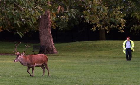 Oh Deer Sex Crazed Stag Trapped Inside Park Sparks Stay Away Warning