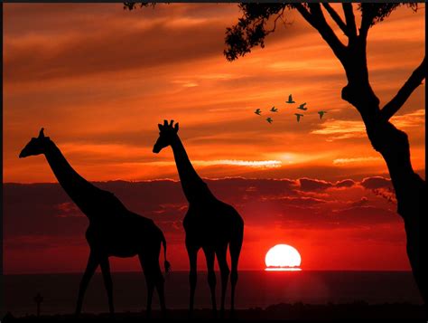 Giraffe Sunset By Antonio Mocchetti On 500px Sunset In Africa Nature