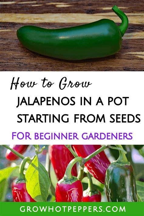 How To Grow Jalapenos In A Pot Starting From Seeds Growing Jalapenos