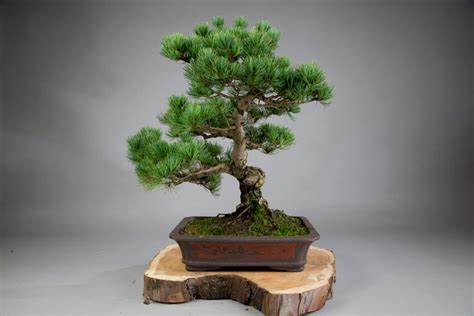 In bonsai we should echo the same effect. Can any tree be a bonsai tree? - ALL THINGS BONSAI
