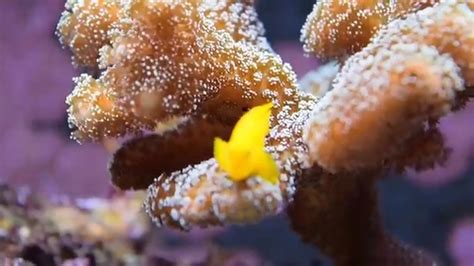 Yellow Coral Goby And Sps Corals Fluva M90 Youtube