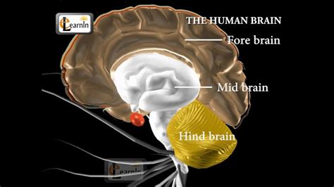 Human brain and its parts - Biology - YouTube