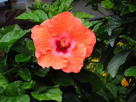 The best thing you can do to decorate the exterior of your home, is plant some beautiful flowering plants, which will reward you with luxurious blossoms. Peach Colored Hibiscus by Kitteh-Pawz on DeviantArt