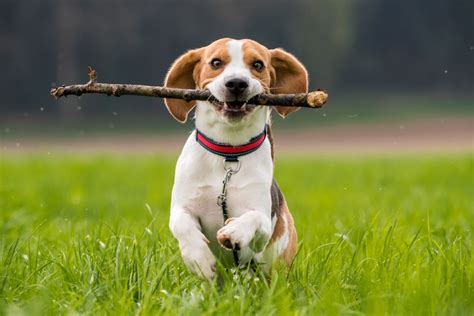 How To Teach A Dog To Play Fetch A Detailed Guide Ollie Blog