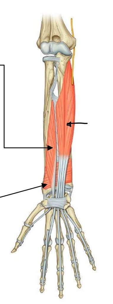 Forearm Muscles Anterior Deep Layer Diagram Quizlet