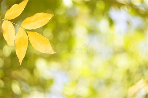 Autumn Leaves Of Ash Tree In Autumn Park Defocus Eco Background Stock