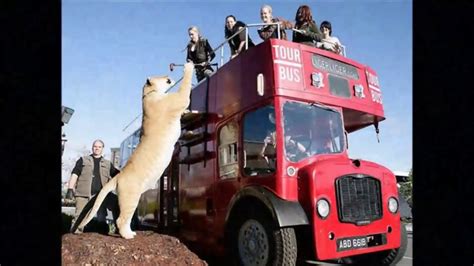 Animal attacks on other animals new Documentary Episode Giants Part 3