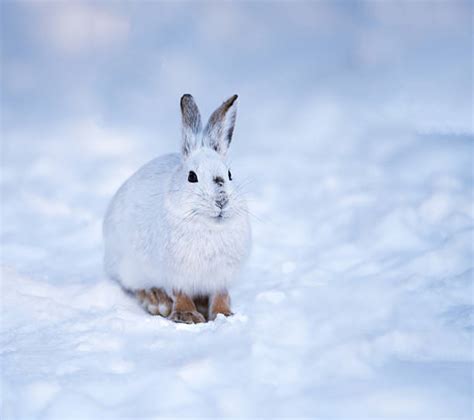 Royalty Free Snowshoe Hare Pictures Images And Stock Photos Istock