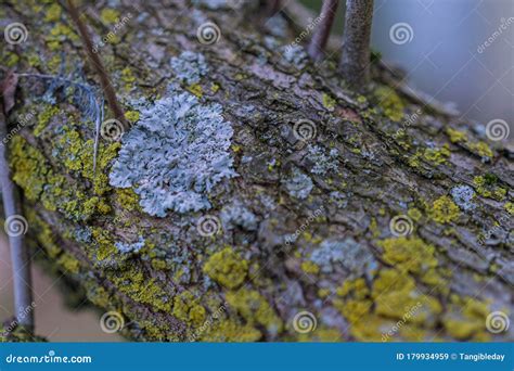 Fungus On Tree Bark Branch Texture Stock Image Image Of Lichen