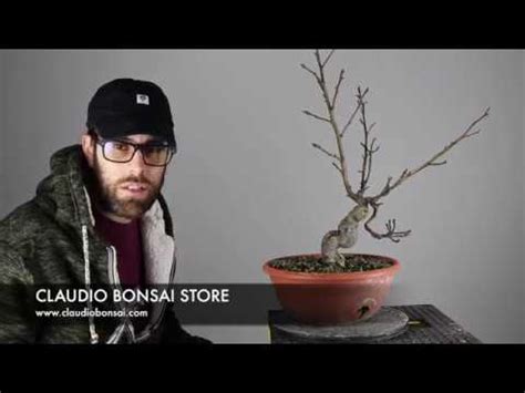 Le forbici per bonsai sono quelle realizzate secondo la tradizione giapponese con manico lungo e stretto, ottime per tagliare rami e foglie e per raggiungere anche i punti più distanti. COME CREARE UN BONSAI SHOIN - YouTube