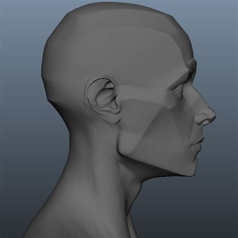Planes Of The Head Male 3d Model Obj