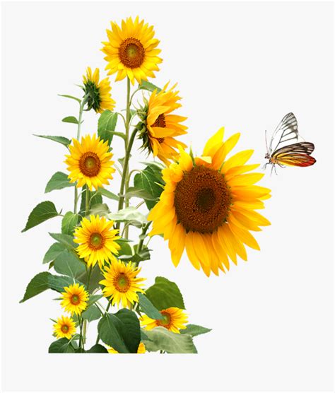 Sunflower Butterfly Clip Art