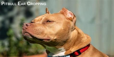 Pitbull Ear Cropping Purpose Style Pros And Cons