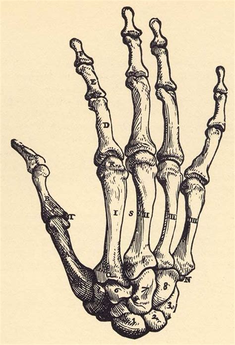 Image Result For Hand Skeleton Reference Skeleton Drawings Drawings