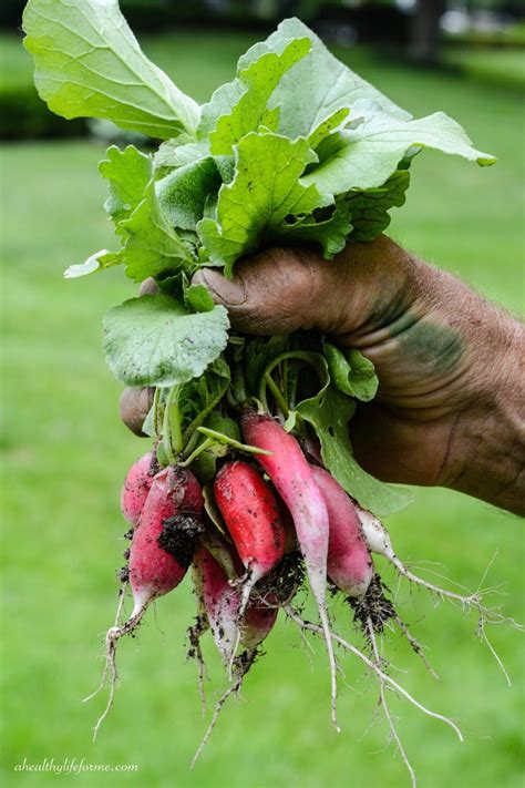 How To Grow Radishes A Healthy Life For Me
