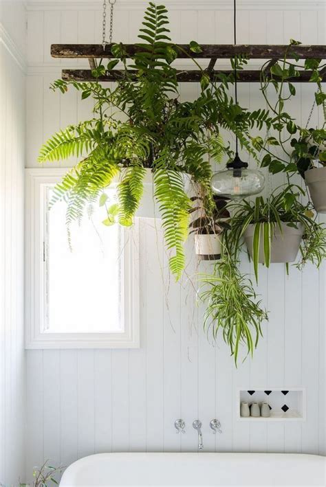 Épinglé Sur Easy Hanging Plants
