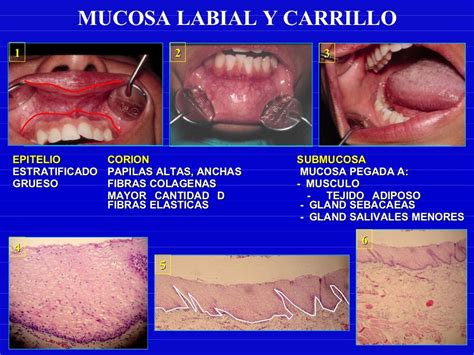 Epitelio Mucosa Oral
