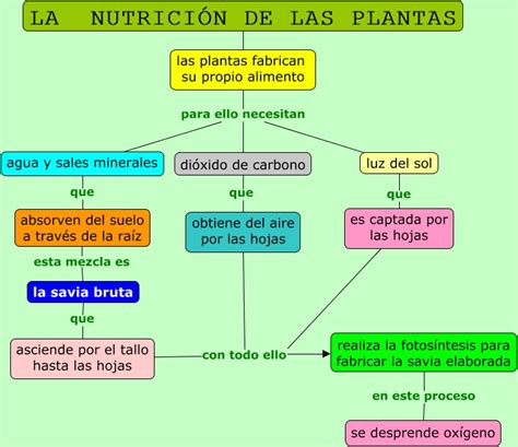 Las Plantas Partes Y Funciones My English And Science