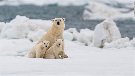 Climate Change Most Polar Bears Could Struggle To Survive In The