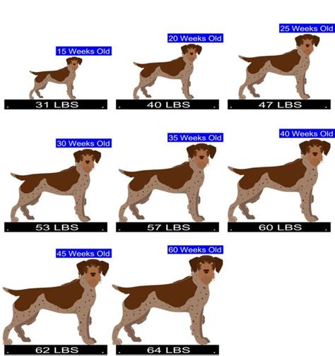 German Wirehaired Pointer Growth Chart German Wirehaired Pointer Weight Calculator