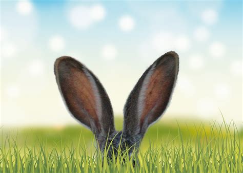 3840x2400 Rabbit Ears In The Grass 5k 4k Hd 4k Wallpapers Images
