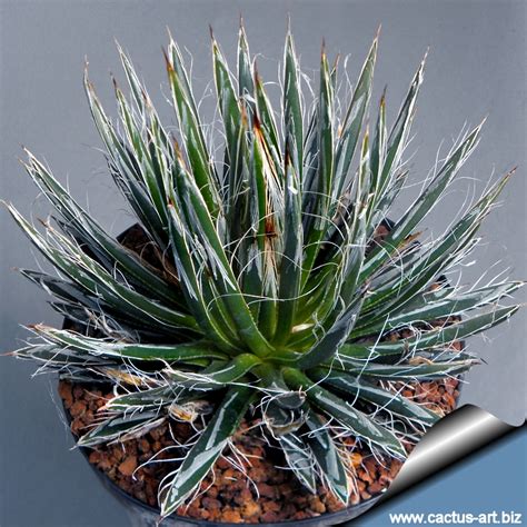 Quite irresistible.the narrow green leaves are lined with white filaments. アガベ ベラ Agave toumeyana var.bella｜多肉植物図鑑 PUKUBOOK(プクブック)