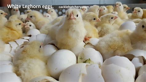 White Leghorn Fertile Hatching Eggs For Sale Fresh Fertile Eggs Cackle Hatchery