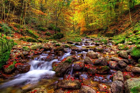 Creek In Autumn Forest Forest Foliage Creek Fall Brook Beautiful