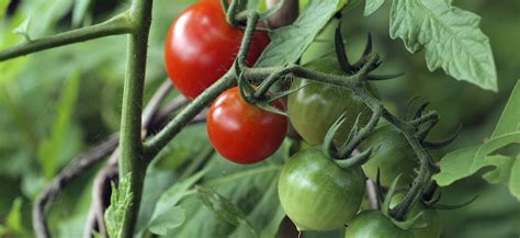 The 10 Most Common Tomato Plant Problems Blog Growjoy