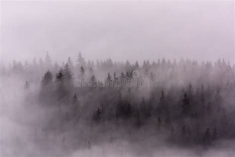 Fog Above Pine Forests Stock Photo Image Of Forest 106967644