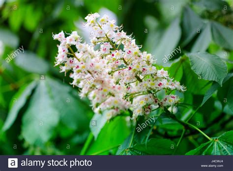 Spring Flowering Of Horse Chestnut Trees Selective Focus Stock Photo