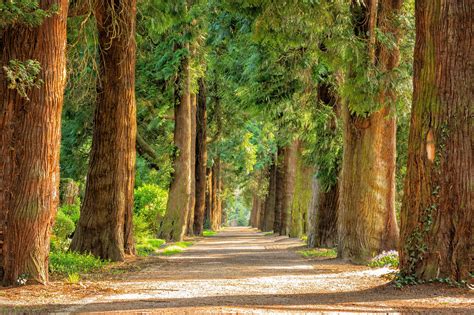 Imagen Gratis Madera árbol Paisaje Carretera Naturaleza Hoja