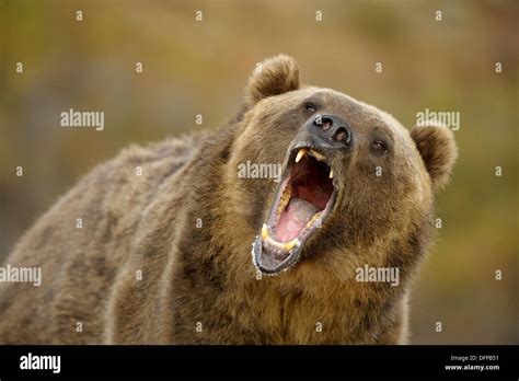 Angry Grizzly Bear Face