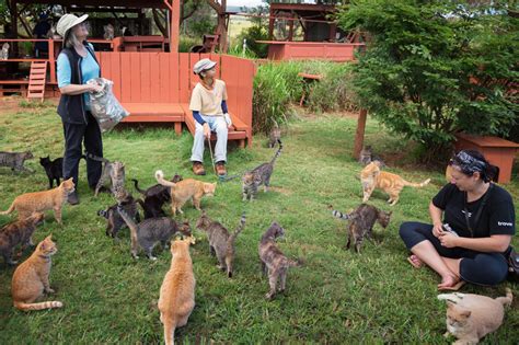 Nirvana For Kitties The Lanai Cat Sanctuary Hecktic Travels