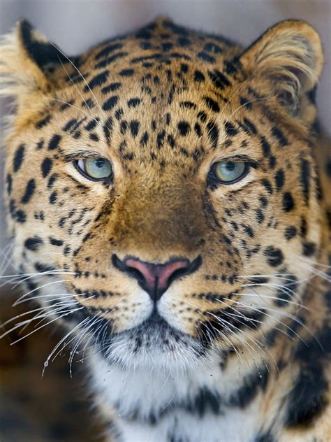 A Portrait Of A Cute Amur Leopard Last Picture A The Beau Flickr