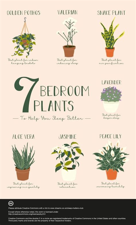 Featured by nasa, the money plant is renowned for its ability to remove chemicals and other pollutants from the air, specifically benzene, formaldehyde, xylene and toluene. Plants In the Bedroom Best Of 7 Bedroom Plants to Help You ...