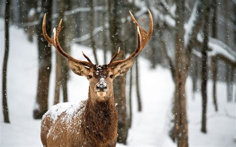 Maybe you would like to learn more about one of these? Winterbilder Tiere Als Hintergrundbild : Bilder Von ...