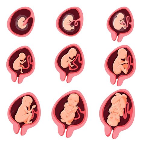 Desarrollo Fetal Embrionario Humano Etapa De Embarazo De Nueve Meses