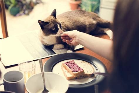 In General It Is Considered Safe For Cats To Eat Bread Cats Are