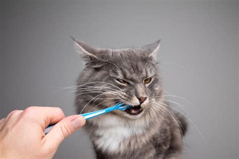 Common Dental Problems In Cats And How To Prevent Them Upland Vets