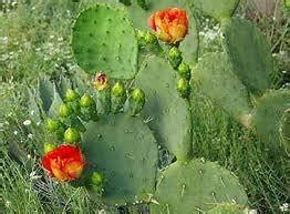 Most cacti prefer a nutrient rich. Los bonitos cactus en casa - Paperblog