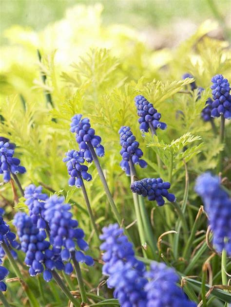 19 Early Blooming Spring Flowers That Bring The Sunshine Early Spring