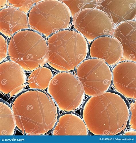 Human Fat Cells Stock Illustration Illustration Of Biology 73539860