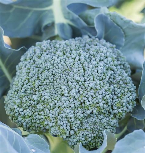 Di Cicco Organic Broccoli Seeds West Coast Seeds