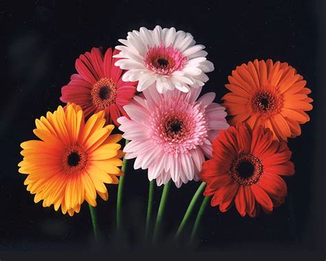 According to the new southern living. Flower Show: gerbera daisy color chart of 2012