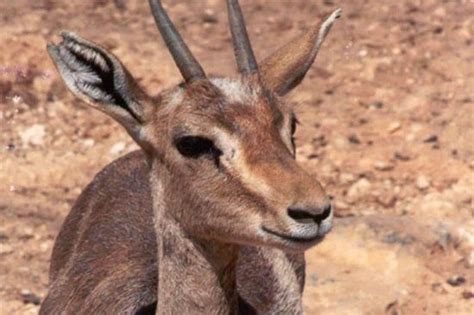 ♀ oraphon (susan) born 1985 Tisch Family Zoological Gardens, Attractions, Jerusalem ...